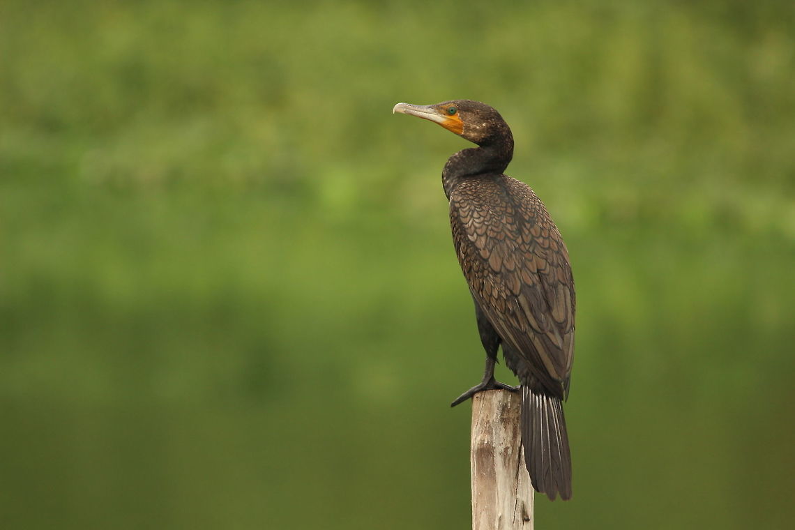 Standing tall!! Greater cormorants are always a pleasure to photograph :-) Great Cormorant,Phalacrocorax carbo,animal,birds,cormorants,lake,travel,waterbirds,wildlife
