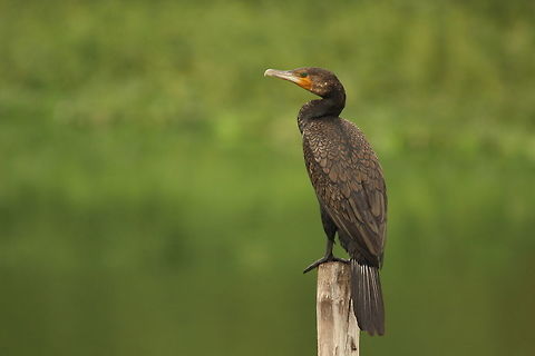 Standing tall!! Greater cormorants are always a pleasure to photograph :-) Great Cormorant,Phalacrocorax carbo,animal,birds,cormorants,lake,travel,waterbirds,wildlife