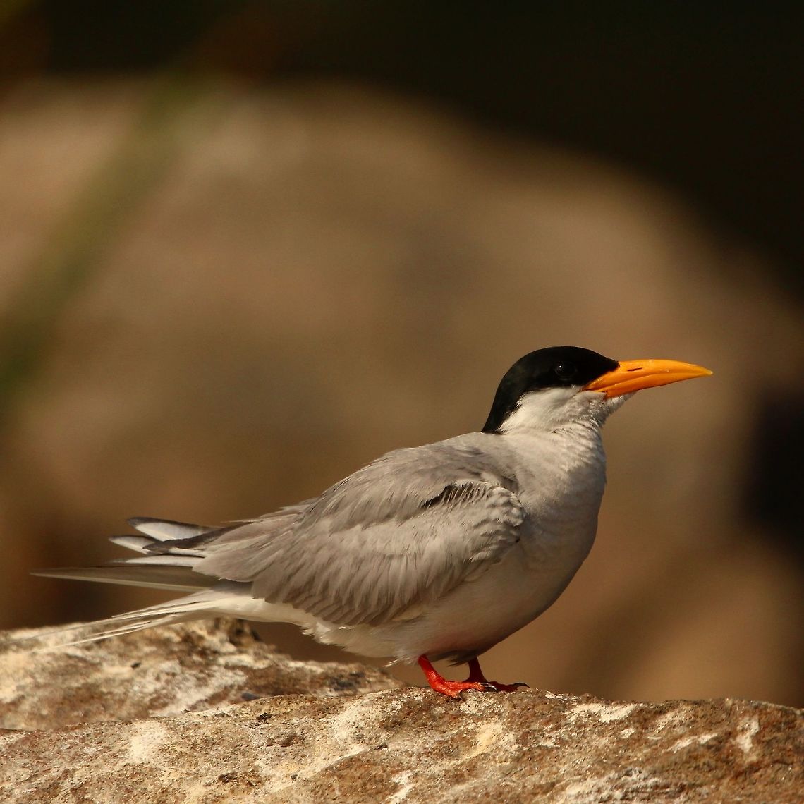 A cute subject I have always found river terms to be be very charming. Was lucky to get a good portrait of it! Birds,Geotagged,India,River Tern,Sterna aurantia,animal,avifauna,earth,lake,nature,river,travel,water,waterbirds,wildlife