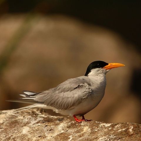 A cute subject I have always found river terms to be be very charming. Was lucky to get a good portrait of it! Birds,Geotagged,India,River Tern,Sterna aurantia,animal,avifauna,earth,lake,nature,river,travel,water,waterbirds,wildlife