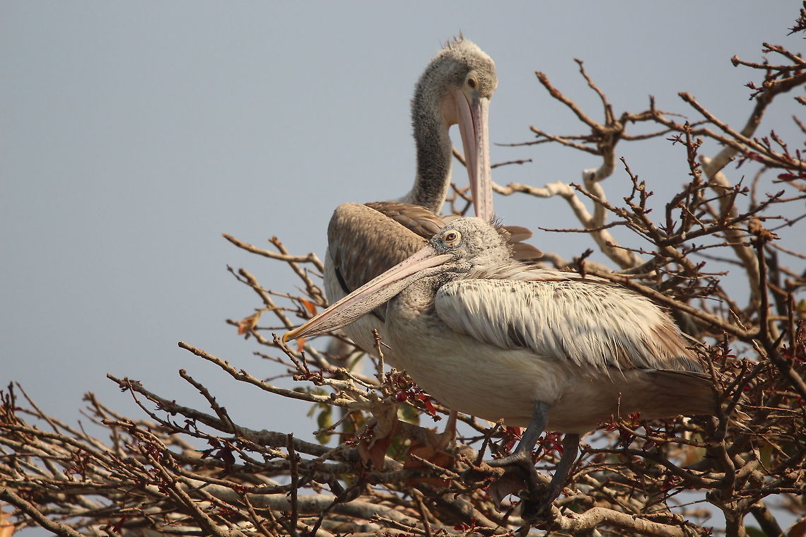 A deadly duo Two spot billed pelicans just enjoying the morning breeze. Bird,Geotagged,India,Pelecanus philippensis,Spot-billed pelican,Wildlife,Winter,animal,beautiful,birds,lake,water,wildlife