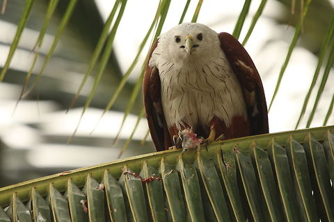 Nature's most effiecient killer The accuracy with which birds of prey catch fishes simply amaze me. This brahminy kite chose this coconut tree to feed on his freshly caught prey. Brahminy kite,Haliastur indus,animal,animals,birds,eagle,earth,kill,nature,prey,raptor,water,wildlife