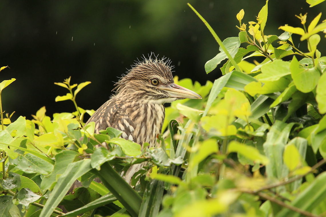 Kids love the rain!! A juvenile night heron enjoy a light drizzle Black-crowned night heron,Nycticorax nycticorax,animal,beautiful,birds,cute,juvenile,wildlife