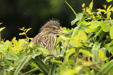 Kids love the rain!! A juvenile night heron enjoy a light drizzle Black-crowned night heron,Nycticorax nycticorax,animal,beautiful,birds,cute,juvenile,wildlife