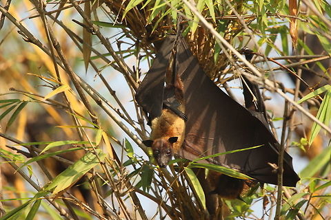 A dangling visitor This bat decided to give all eyes to the camera! Birds,Geotagged,India,Indian flying fox,Pteropus giganteus,Winter,animal,bat,cute,water,wildlife