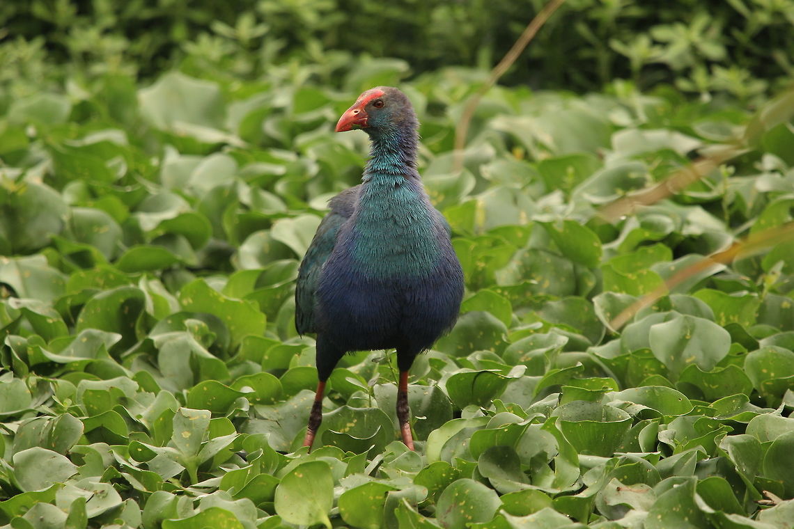Amidst the swamps Purple swamphens are one of my favourite water birds. Their colours always have amazed me and their elusiveness makes it tough to capture. Porphyrio porphyrio,Western swamphen,animal,beautiful,bird,geotagged,india,water,wildlife