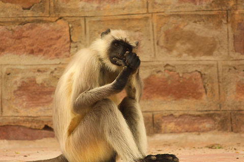 Bad habits flow in the DNA This langur seems to have the bad habit of biting his nails! India,Monkey,Northern plains gray langur,Semnopithecus entellus,animal,geotagged,mammal,wildlife