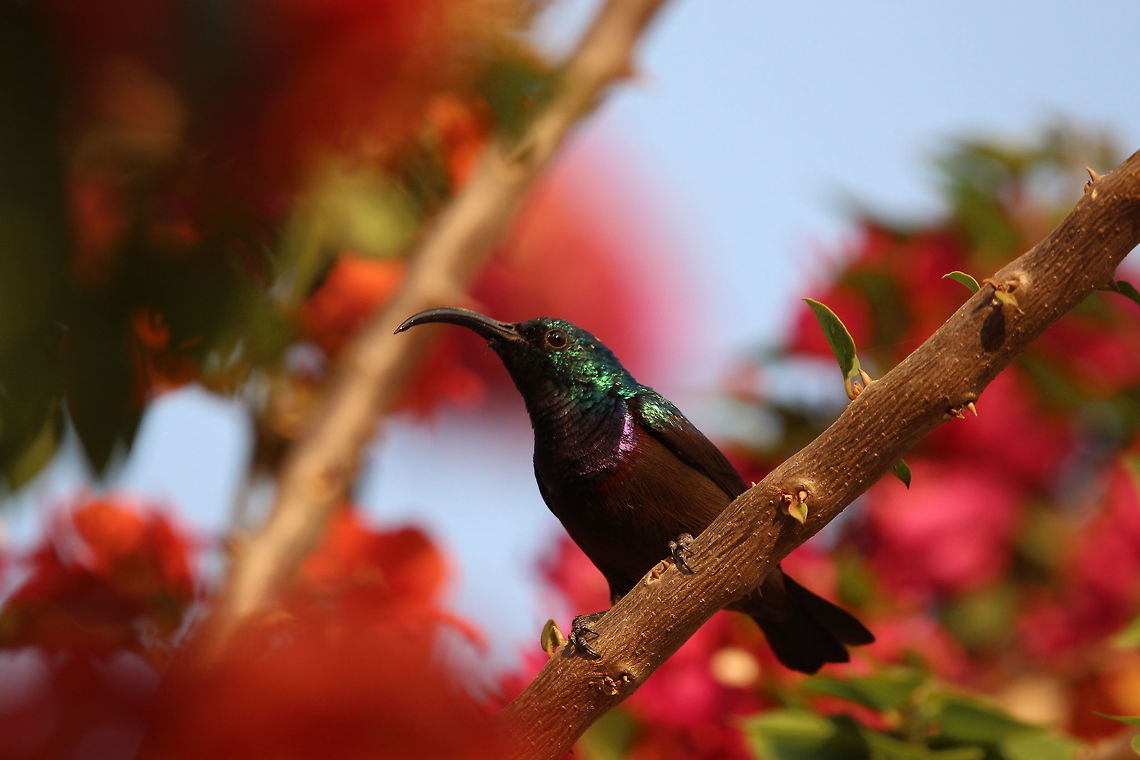 A sunbird on a sunny day This is a male loten&#039;s sunbird.  Their vibrant colours make them a delight to photograph! Cinnyris lotenius,Loten's sunbird,animal,bird,geotagged,india,wildlife