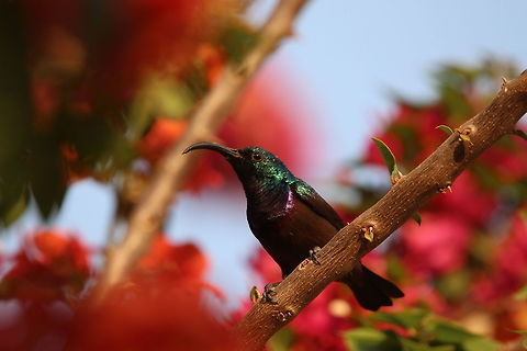 A sunbird on a sunny day This is a male loten's sunbird.  Their vibrant colours make them a delight to photograph! Cinnyris lotenius,Loten's sunbird,animal,bird,geotagged,india,wildlife