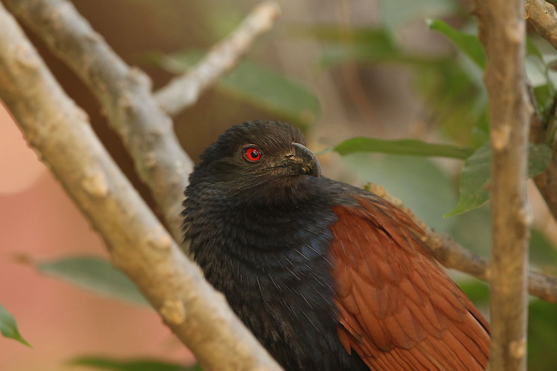 Looking into the fiery eyes The red eyes of a greater coucal certainly does a good job in warding of enemies.  And combined with its hissing, it definitely becomes a scary opponent. Centropus sinensis,Greater Coucal,animal,bird,geotagged,india,nature,wildlife