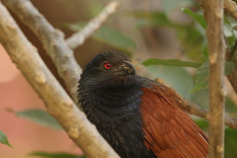 Looking into the fiery eyes The red eyes of a greater coucal certainly does a good job in warding of enemies.  And combined with its hissing, it definitely becomes a scary opponent. Centropus sinensis,Greater Coucal,animal,bird,geotagged,india,nature,wildlife