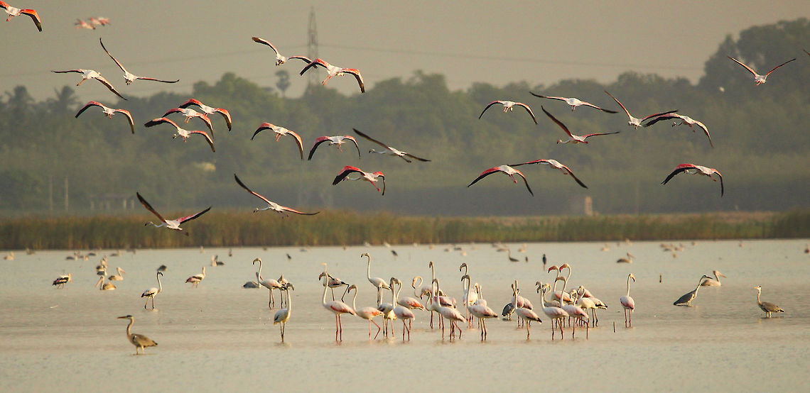 Up up and away Greater flamingoes at ousteri lake, Pondicherry. Seeing them was an unexpected pleasure! Geotagged,Greater flamingo,India,Lesser Flamingo,Phoenicopterus minor,Phoenicopterus roseus,Summer