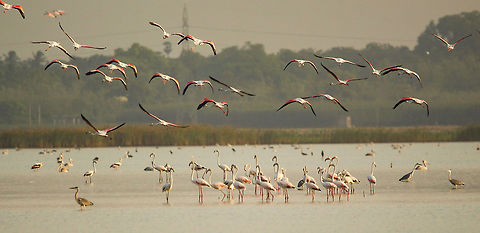 Up up and away Greater flamingoes at ousteri lake, Pondicherry. Seeing them was an unexpected pleasure! Geotagged,Greater flamingo,India,Lesser Flamingo,Phoenicopterus minor,Phoenicopterus roseus,Summer