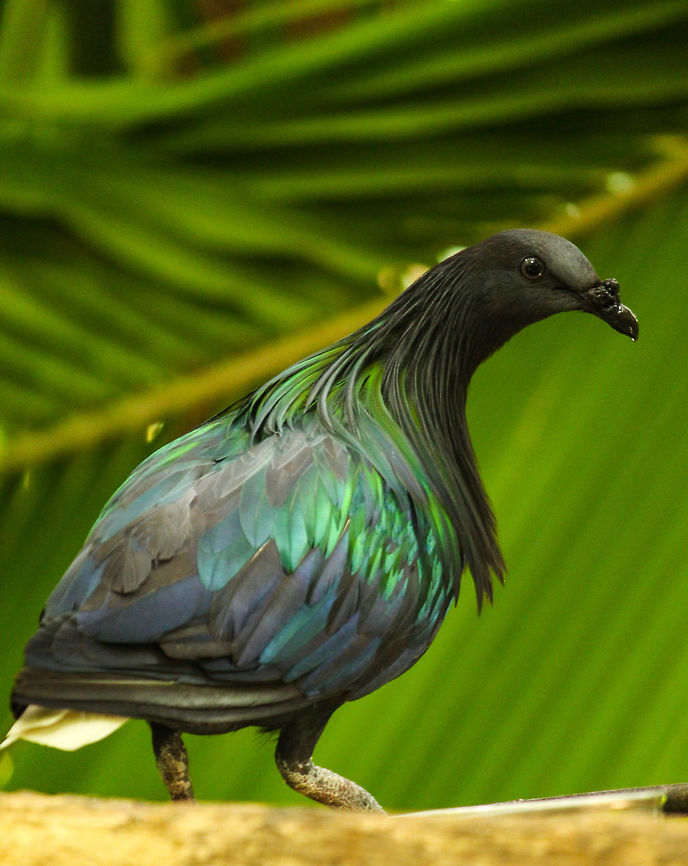 Gem of the Nicobar islands I have found the Nicobar pigeon to be one of the most beautiful and intriguing of all birds. Caloenas nicobarica,Geotagged,India,Nicobar Pigeon,Spring
