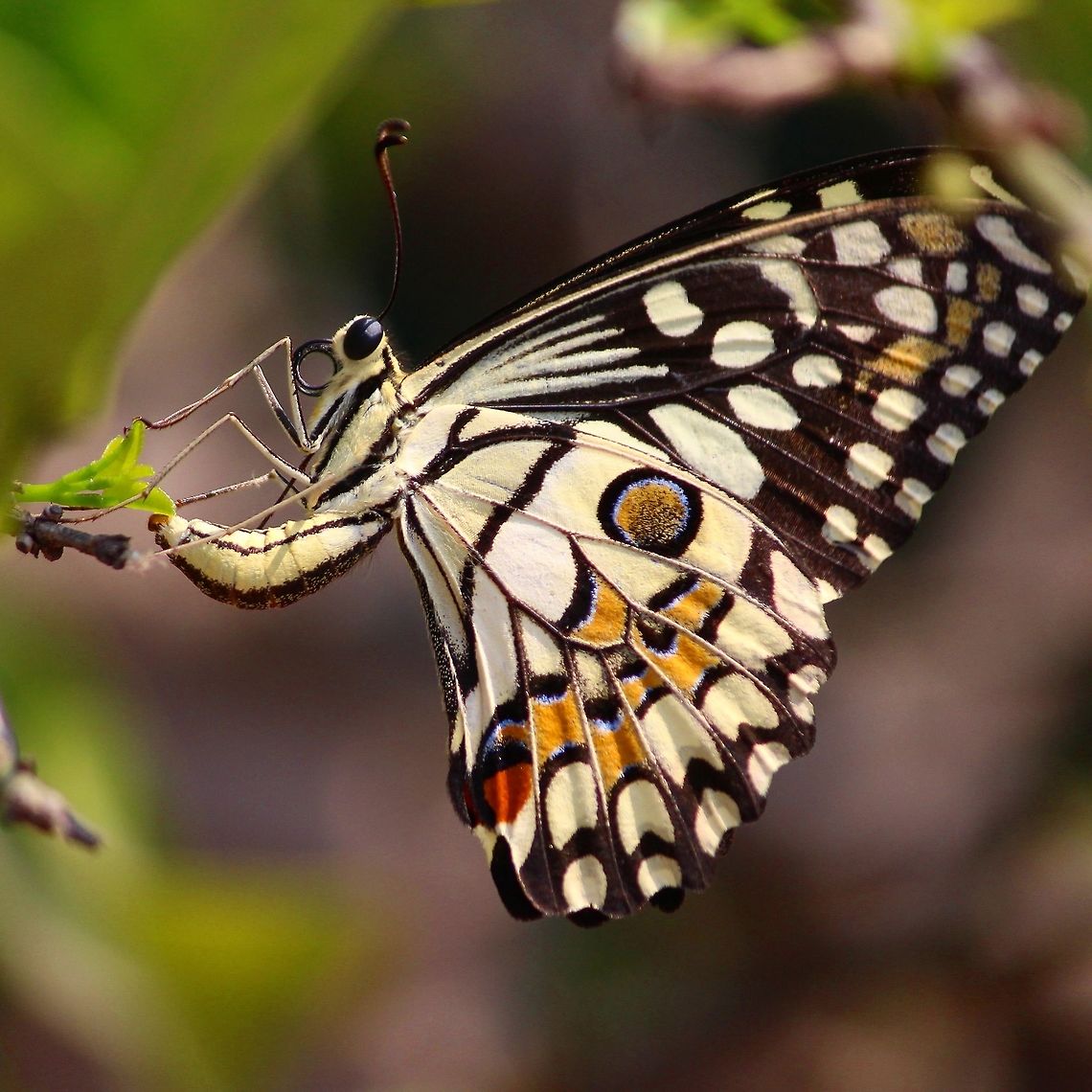 Beauty of nature Butterflies are by far the most beautiful creation of nature! Common Lime Butterfly,Geotagged,India,Papilio demoleus