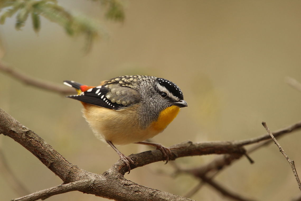 The spotted beauty These little guys were roaming all over the place and were not afraid one bit. Australia,Geotagged,Pardalotus punctatus,Spotted pardalote,Spring,nature,wildlife