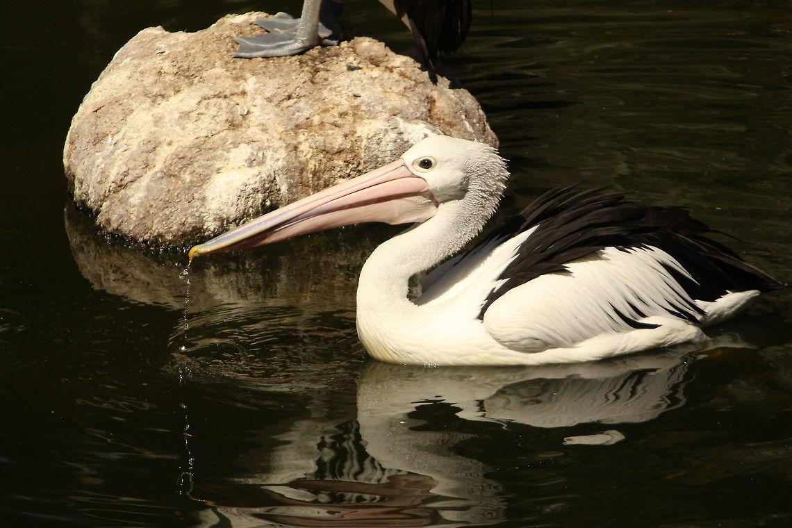 Pelican time Pelican having fun in the water Australian Pelican,Pelecanus conspicillatus,nature,wildlife