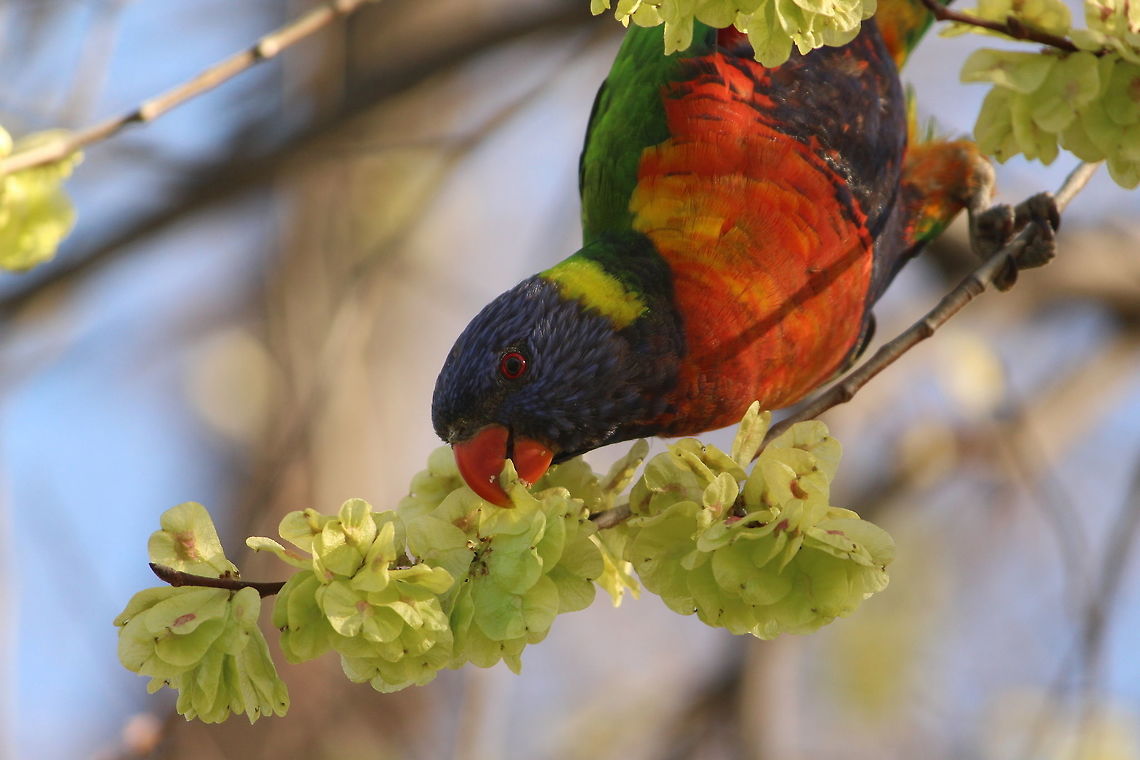 Feeding time Rainbow lorikeets certainly deserve their name! Australia,Birds,Geotagged,Rainbow lorikeet,Spring,Trichoglossus haematodus,Trichoglossus moluccanus,nature,wildlife