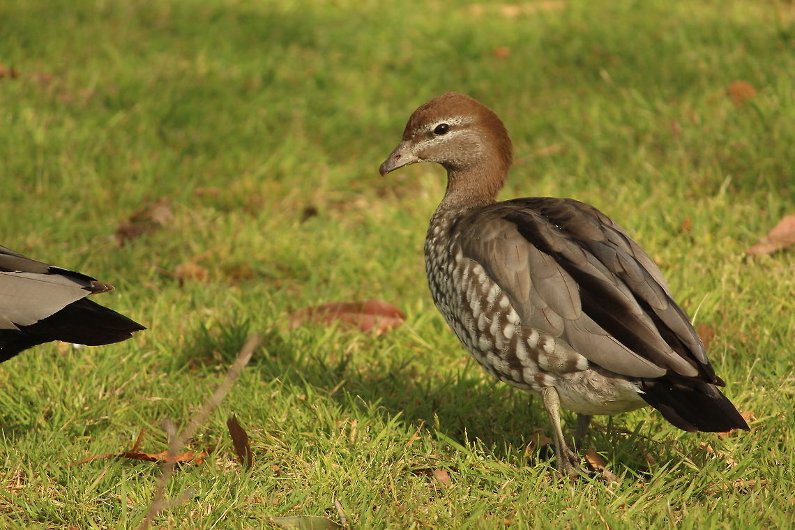 Duck time A flock of australian wood ducks were roaming around the area and did not hesitate at all to pose for my photos.  This is a female australian wood duck. Australia,Australian Wood Duck,Birds,Chenonetta jubata,Ducks,Geotagged,Winter,nature,wildlife