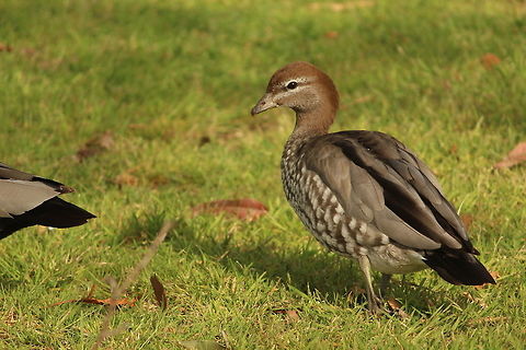 Duck time A flock of australian wood ducks were roaming around the area and did not hesitate at all to pose for my photos.  This is a female australian wood duck. Australia,Australian Wood Duck,Birds,Chenonetta jubata,Ducks,Geotagged,Winter,nature,wildlife