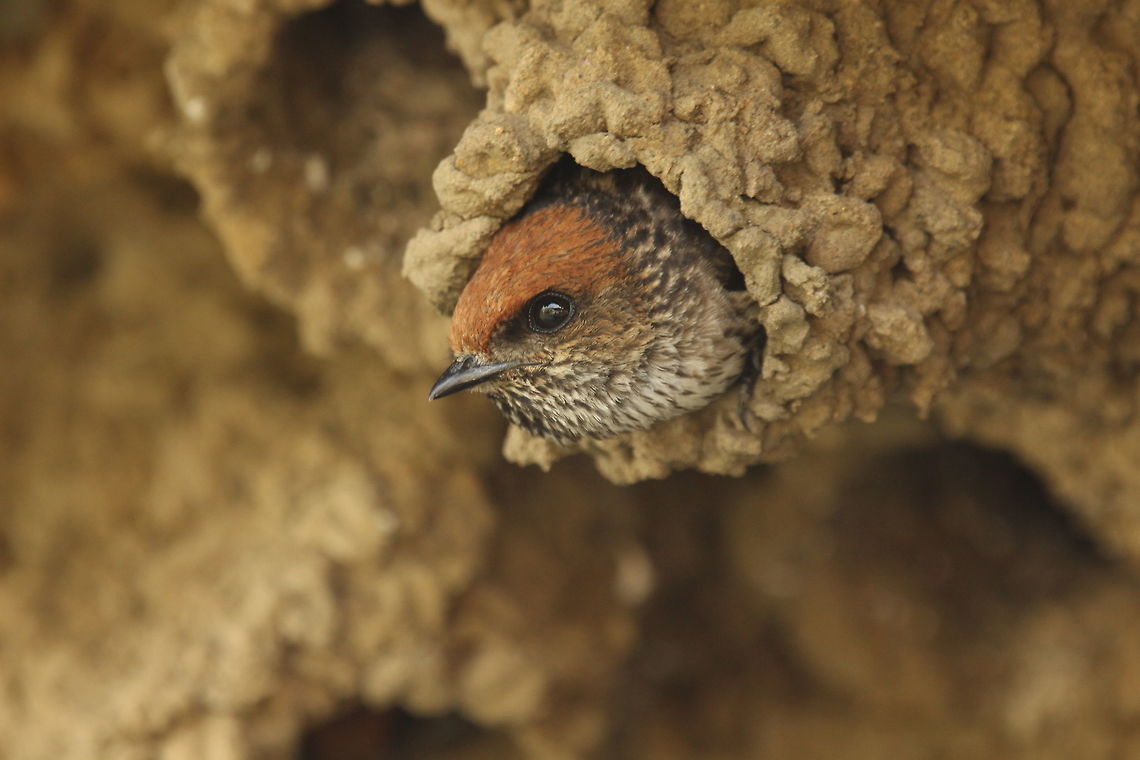 Peek a boo! A streak throated swallow on the lookout from its home. Birds,Geotagged,India,Petrochelidon fluvicola,Spring,Streak-throated Swallow,wildlife