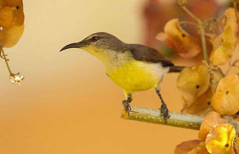 An afternoon delight Purple sunbird females are always a delight to capture Cinnyris asiaticus,Geotagged,India,Purple sunbird,Winter,birds,nature,wildlife
