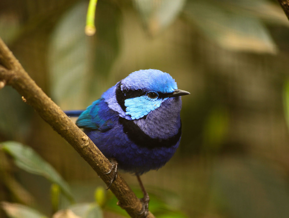 Blue beauty The wrens are extremely tough to capture. I would&#039;ve spent a good one hour trying to get this photo Australia,Geotagged,Malurus splendens,Splendid fairywren,Wildlife,Winter,birds,nature