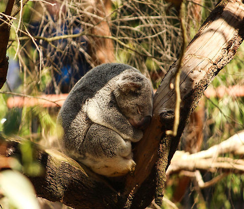 An afternoon siesta Koalas are cute no matter which angle they are seen from. Australia,Geotagged,Koala,Phascolarctos cinereus,Wildlife,Winter