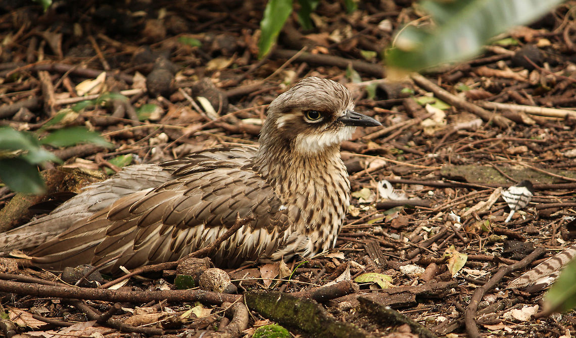 Spot the bird! I could hardly notice this bush stone curlew on the ground! Australia,Birds,Burhinus grallarius,Bush stone-curlew,Geotagged,Summer,Winter,nature,wildlife