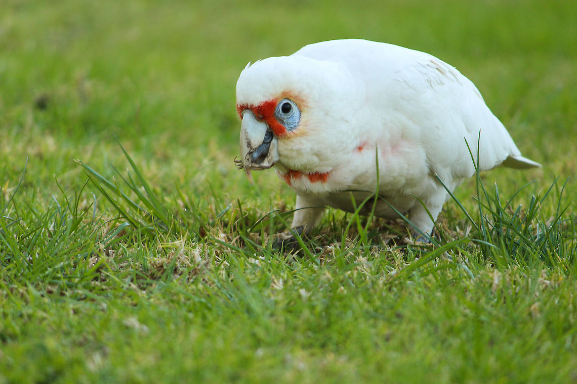 Foraging for food Corellas were all over the grass which gave many opportunities for a photo! Australia,Cacatua tenuirostris,Geotagged,Long-billed corella,Spring,bird,nature,wildlife