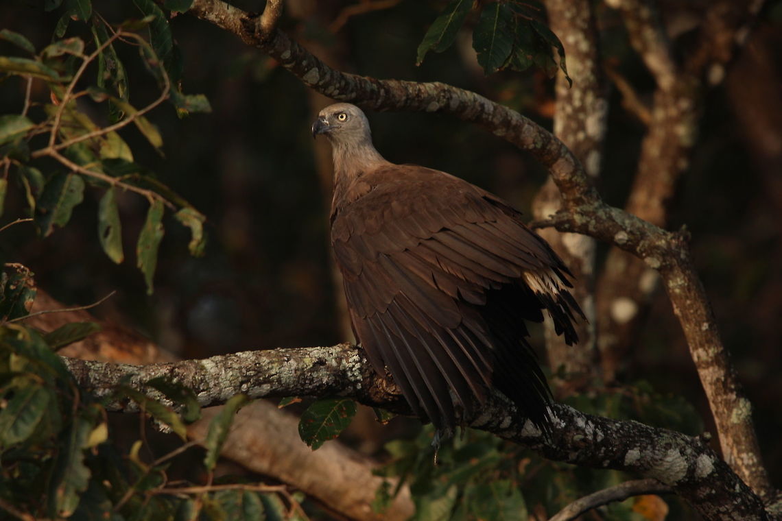 Possession This grey head fish eagle covered it&#039;s prey with its wing as I approached it. Truly remarkable creature Fall,Geotagged,Grey-headed fish eagle,Ichthyophaga ichthyaetus,India,nature,raptor,travel,wildlife