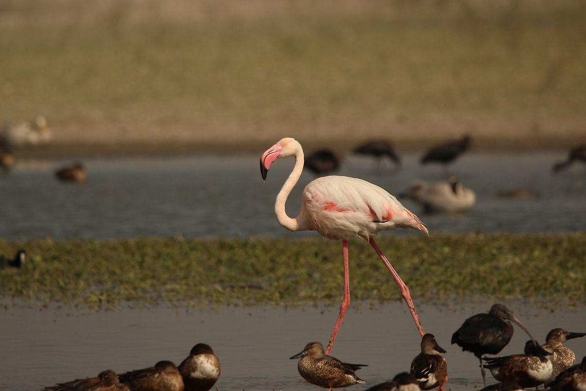 Walking tall Greater flamingo walking amongst northern shovelers. Birds,Fall,Geotagged,Greater flamingo,India,Lake,Phoenicopterus roseus,bird,nature