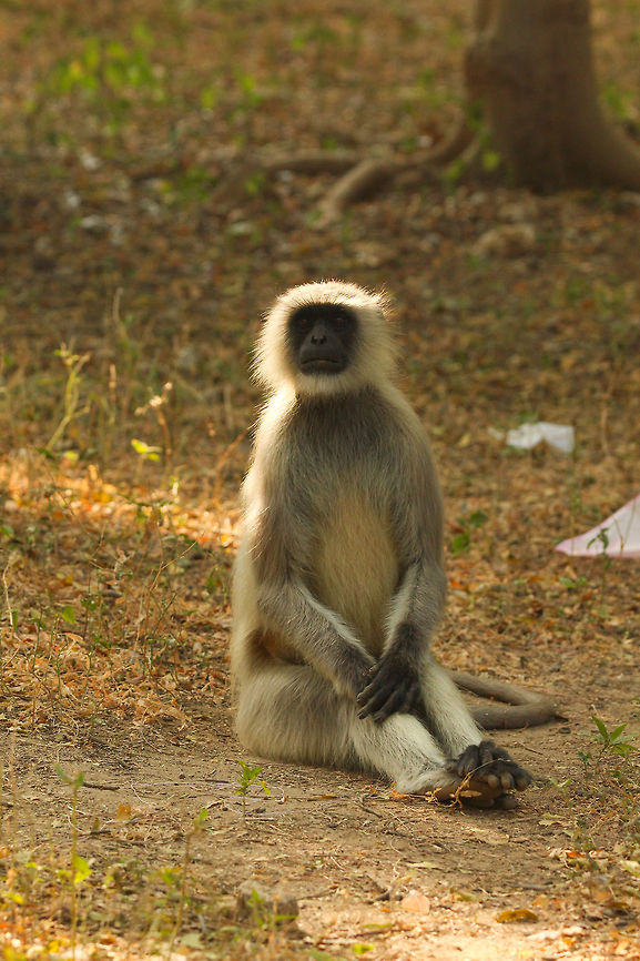 Model in contemplation The life of a model doesn't seem to be mentally too easy! This langur clearly shows that:-P Fall,Geotagged,India,Northern plains gray langur,Semnopithecus entellus,monkey,nature,travel