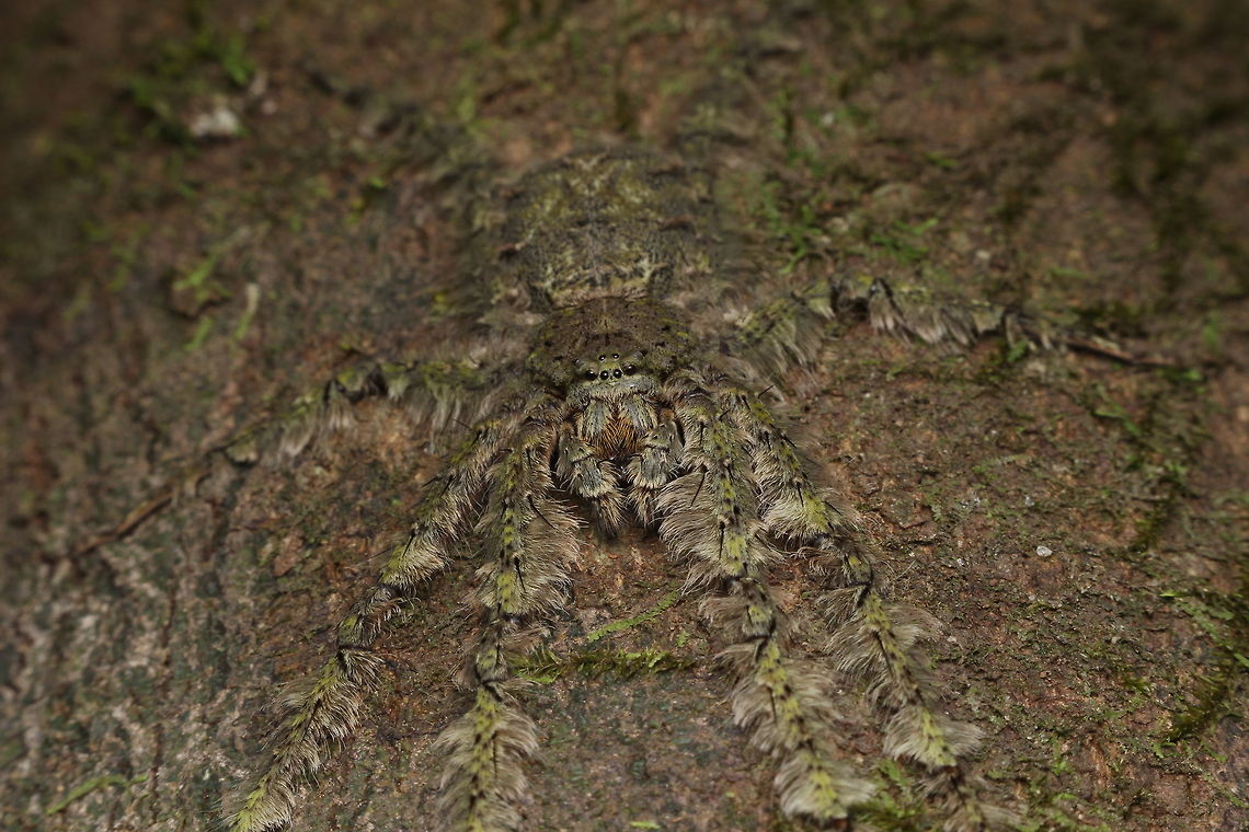 Waiting for the kill I did not notice this Lichen Huntsman Spider (Pandercetes celatus) at all!  It has such amazing camouflage that allows it to catch prey.  I only noticed it as the flashlight gave way to its shadow.  Geotagged,India,Pandercetes celatus,Winter,nature,spider,wildlife