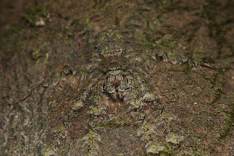 Waiting for the kill I did not notice this Lichen Huntsman Spider (Pandercetes celatus) at all!  It has such amazing camouflage that allows it to catch prey.  I only noticed it as the flashlight gave way to its shadow.  Geotagged,India,Pandercetes celatus,Winter,nature,spider,wildlife