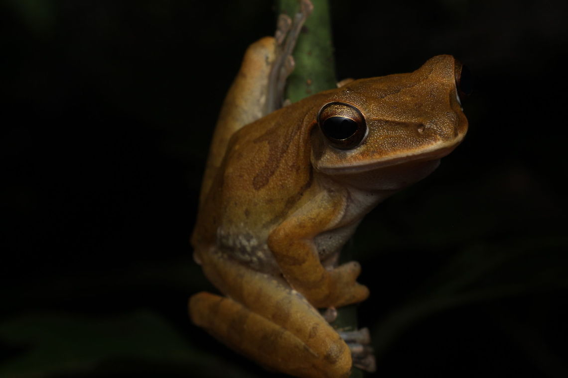 The branch hopper This guy was jumping from branch to branch in the night.  An active little fellow! Geotagged,Himalayan tree frog,India,Polypedates maculatus,Winter,frog,india,nature,travel,wildlife