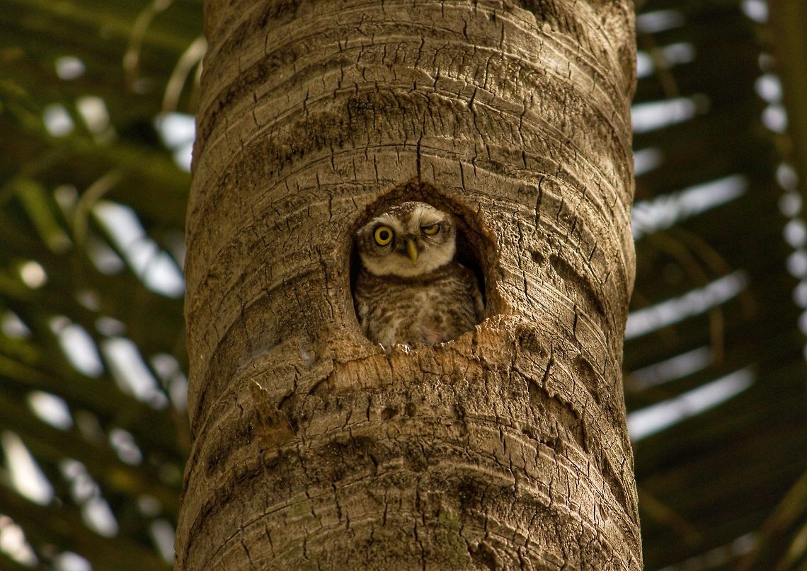 How you doing? This spotted owlet was flashing it&#039;s stylish wink! Athene brama,Birds,Geotagged,India,Owl,Spotted Owlet,Winter,nature,raptor,travel,wildlife