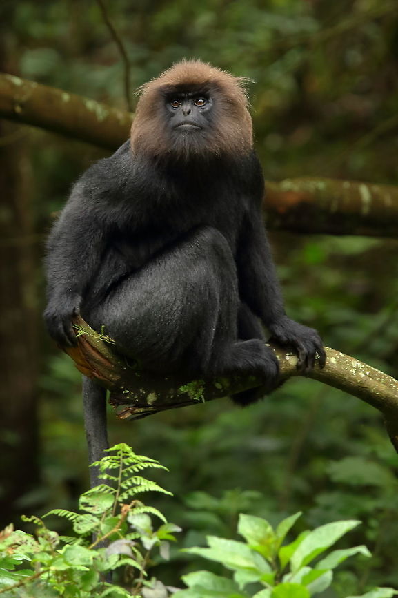 On alert A nilgiri langur&#039;s attention has been caught in this patch of forest amidst tea plantations. Geotagged,India,Nilgiri langur,Summer,Trachypithecus johnii,nature,wildlife