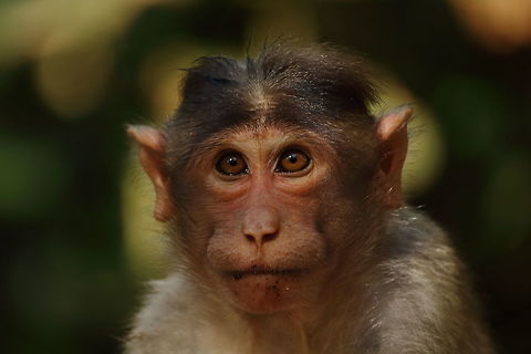 In thought This young one sure is planning his future! Bonnet macaque,Geotagged,India,Macaca mulatta,Macaca radiata,Primates,Rhesus macaque,Winter,animals,travel