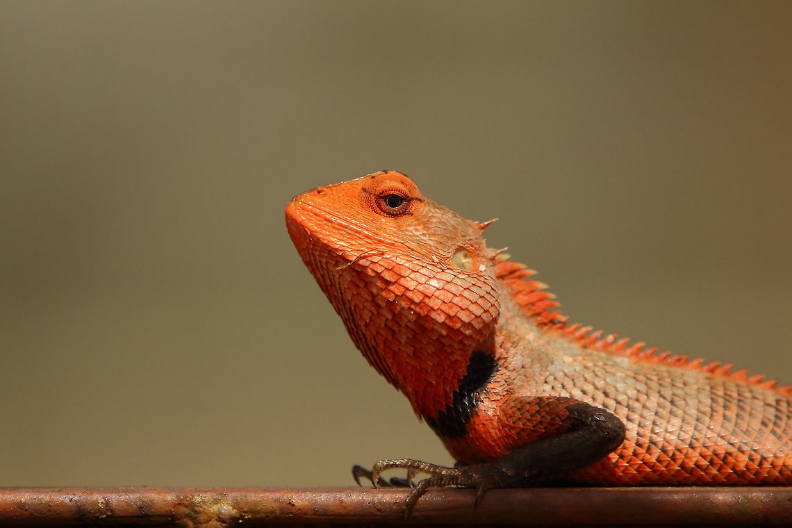 Breeding time The breeding colours of a male oriental garden lizard! Calotes versicolor,Geotagged,India,Oriental Garden Lizard,Winter