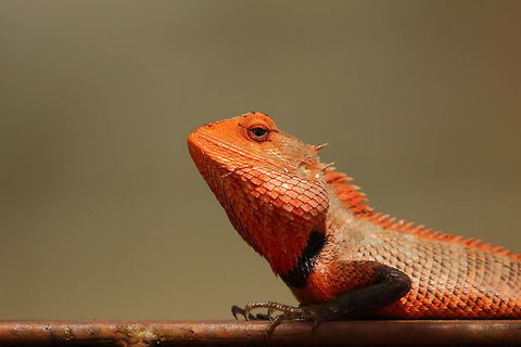Breeding time The breeding colours of a male oriental garden lizard! Calotes versicolor,Geotagged,India,Oriental Garden Lizard,Winter
