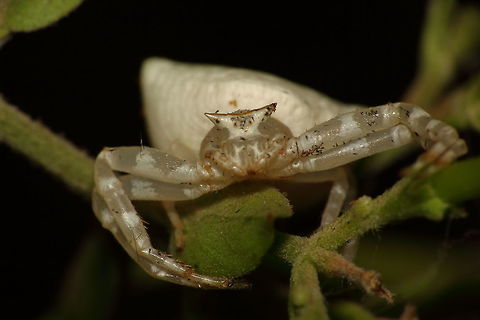 Ghost like Have been trying my hand at macro for the past two months and am really enjoying it!  Only problem is my knowledge on arachnids and insects is very limited.  Feel free to identify the species for me :) Geotagged,India,Summer,arachnid,spider,travel