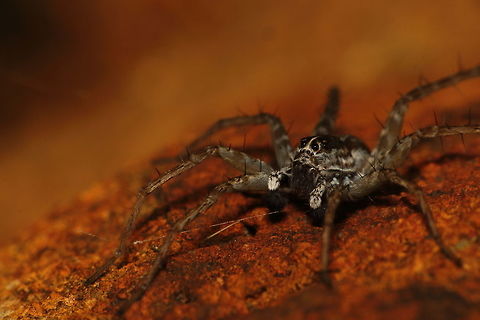 Lurking hunter Wolf spiders are known for hunting down their prey.  A healthy population exists at the pond near my house, making it a good macro spot for me.  Again, I am not able to identify the species of wolf spider! Geotagged,India,Summer,nature,spider,travel,wildlife,wildlife photography