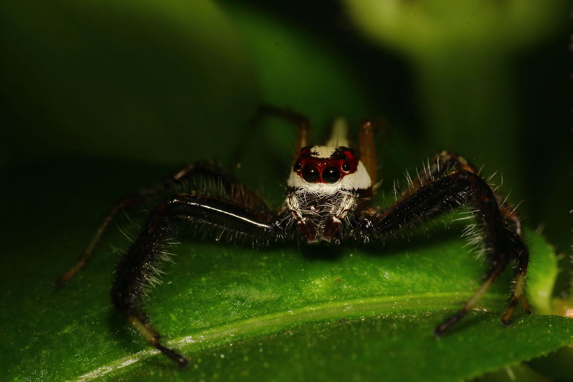 The jumping beauty I have always found jumpers to be very cute.  And as their name suggests, they do pack quite a leap! Geotagged,India,Summer,Telamonia dimidiata,Two-striped jumper