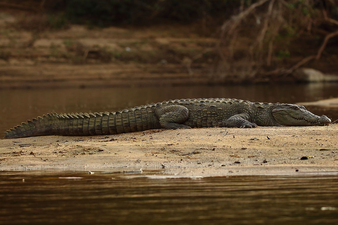 Resting Predator A marsh crocodile resting on some land in the middle of a river.  They are one of the three crocodilian species present in India.  This was shot at the Cauvery (Kaveri) River, one of the strongholds of marsh crocodiles in India. Animals,Crocodile,Crocodylus palustris,Geotagged,India,Mugger crocodile,Reptiles,Winter