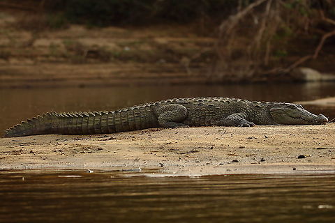 Resting Predator A marsh crocodile resting on some land in the middle of a river.  They are one of the three crocodilian species present in India.  This was shot at the Cauvery (Kaveri) River, one of the strongholds of marsh crocodiles in India. Animals,Crocodile,Crocodylus palustris,Geotagged,India,Mugger crocodile,Reptiles,Winter