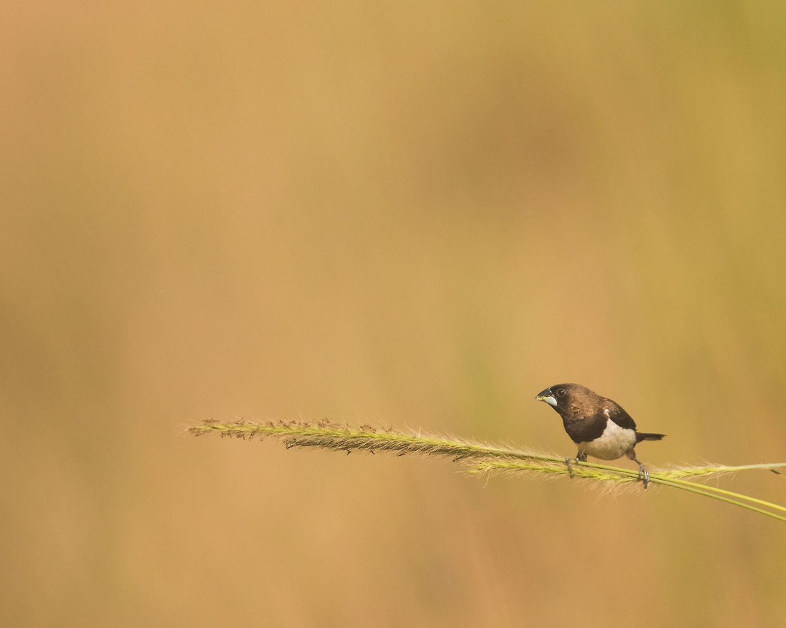 Black headed Munia This beauty was relaxing and feasting.  Chestnut munia,Lonchura atricapilla,Lonchura striata,white rumped munia