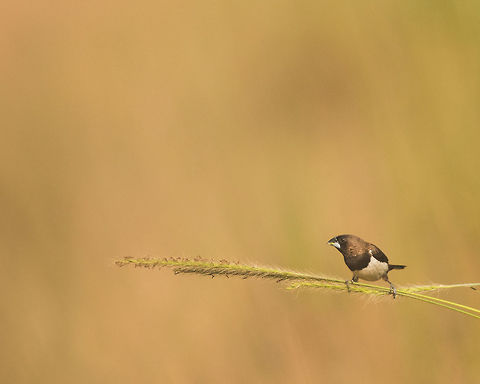 Black headed Munia This beauty was relaxing and feasting.  Chestnut munia,Lonchura atricapilla,Lonchura striata,white rumped munia