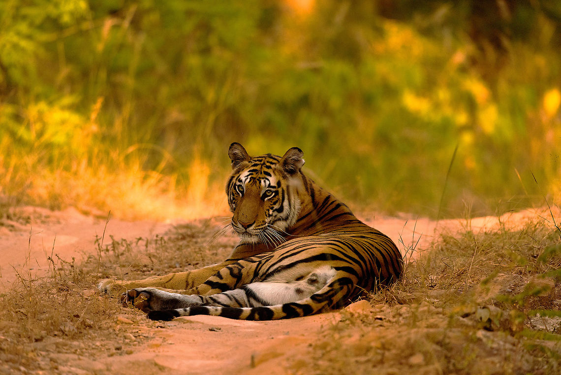 Tigress On the regular safari, we hit a hard right turn and then this beauty was relaxing on the path. A surprise find. Bandhavgarh Tiger Reserve,Bengal tiger,Panthera tigris tigris,big cats,india,wildlife