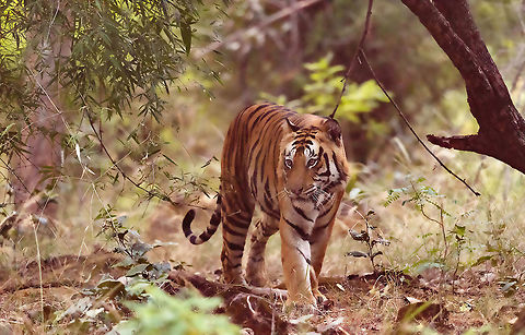 Tiger Male On the regular safari, we spotted this huge majestic beast gracefully walking. It was indeed a majestic sight Bandhavgarh Tiger Reserve,Panthera tigris,Tiger,india,wildlife,wildlife photography
